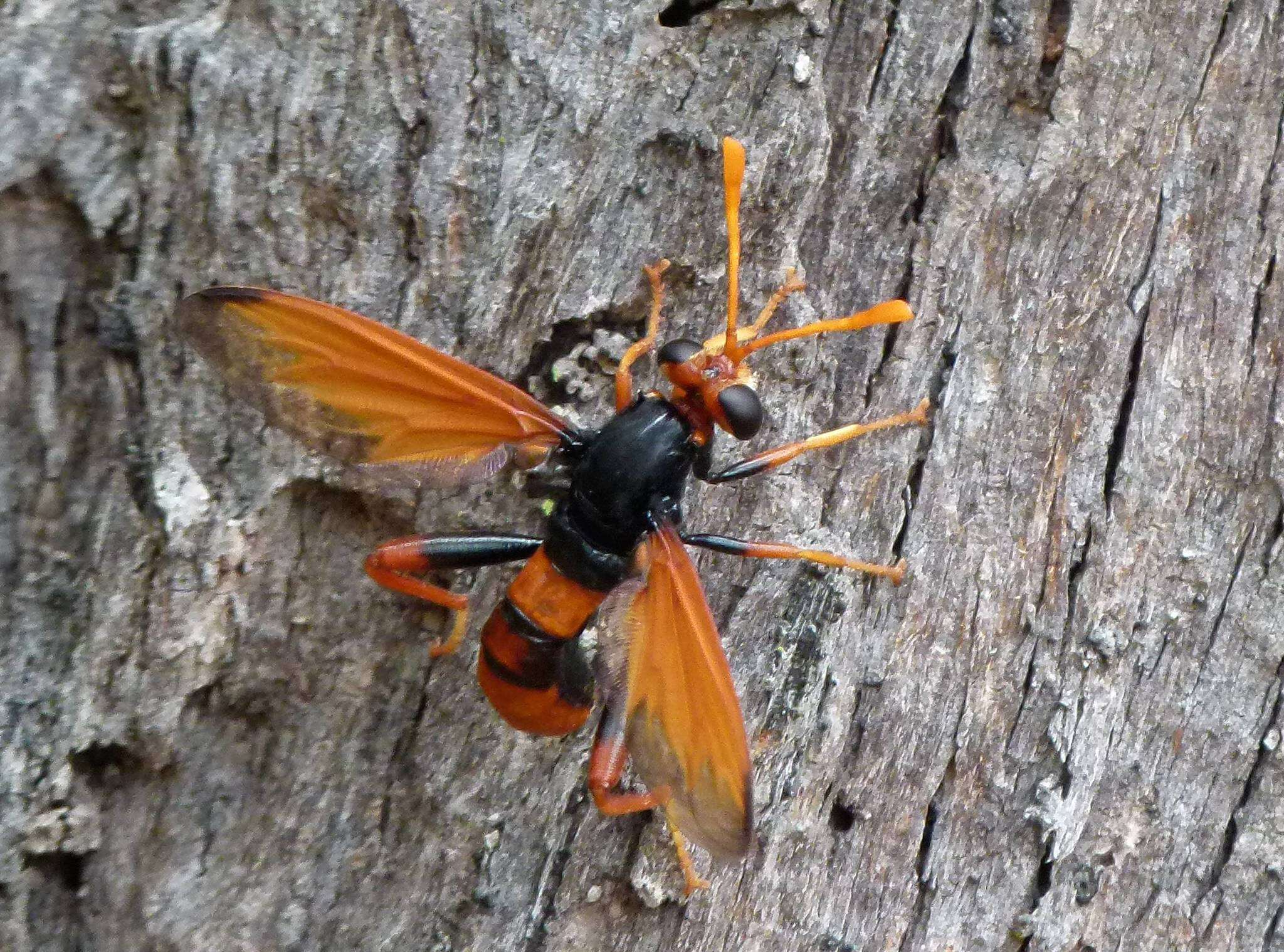 Image of Diochlistus auripennis (Westwood 1835)