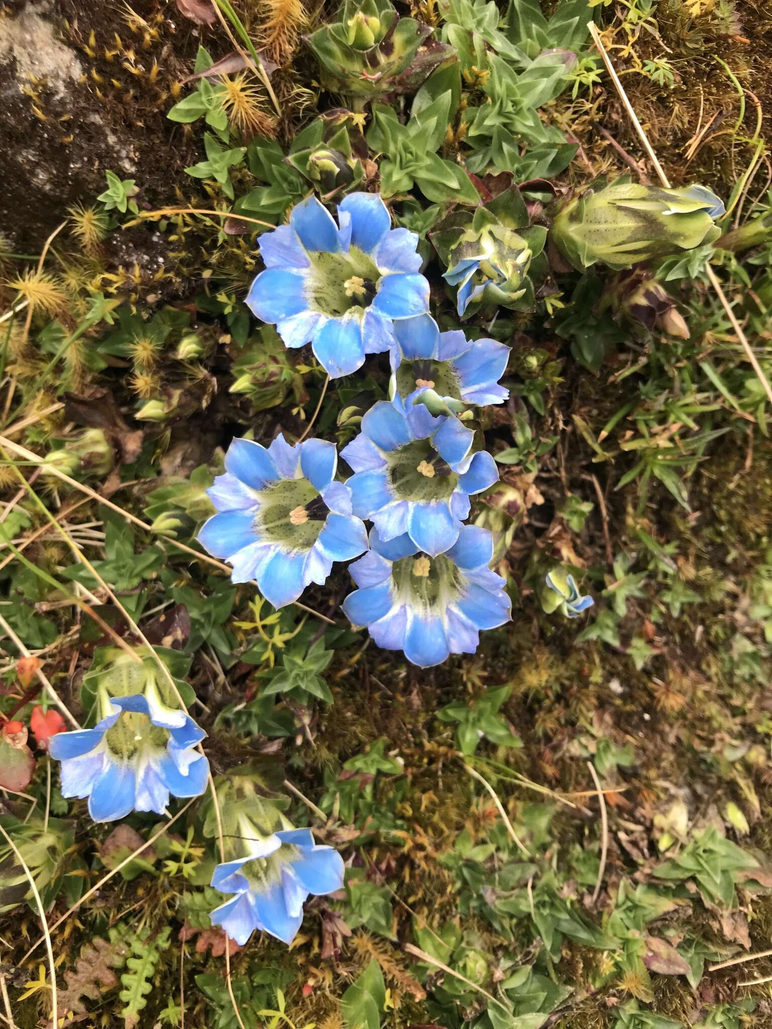 Image de Gentiana depressa D. Don