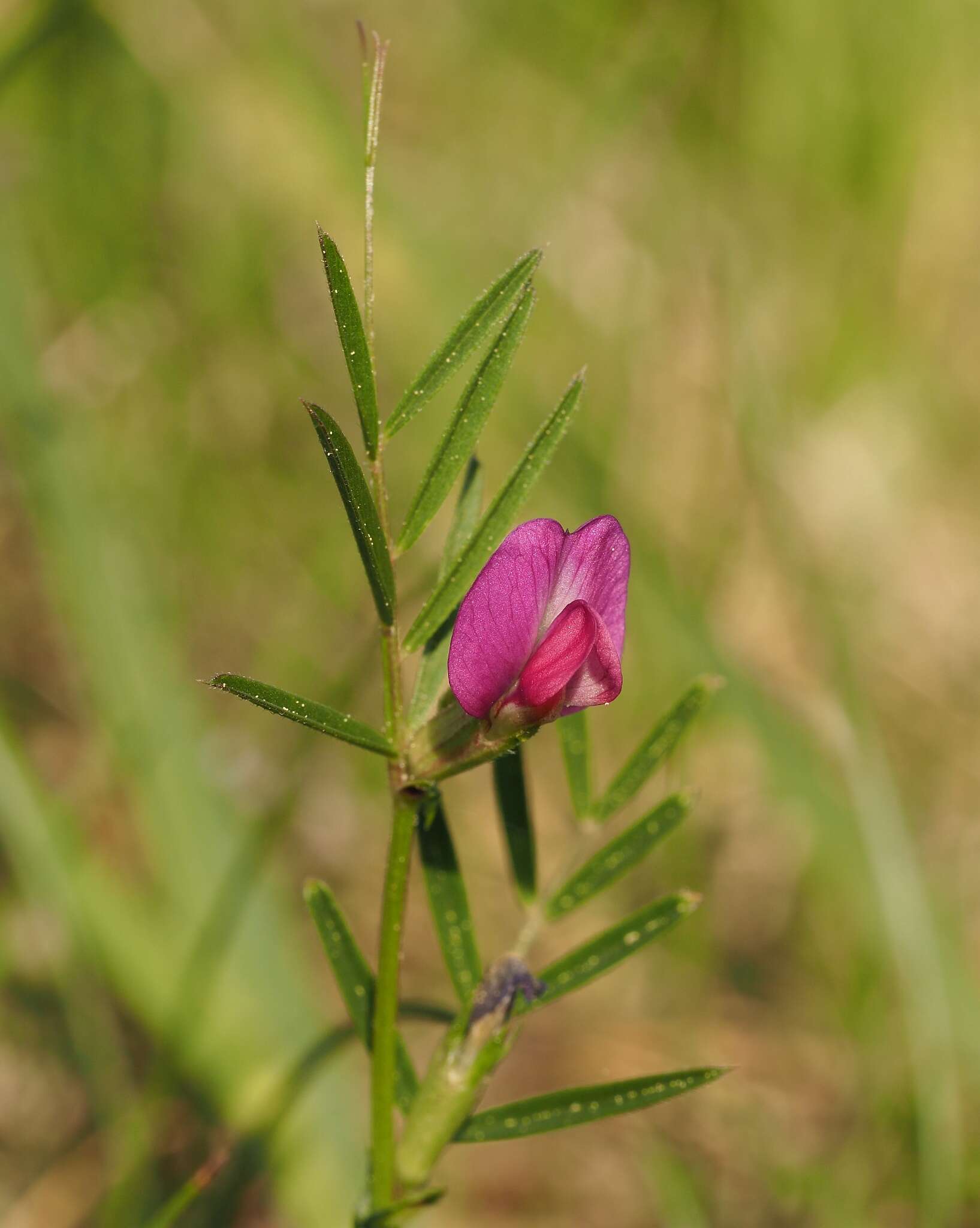 Imagem de Vicia sativa subsp. nigra (L.) Ehrh.