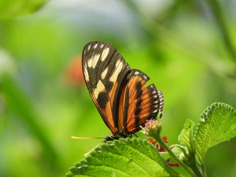 Image of Isabella’s Longwing