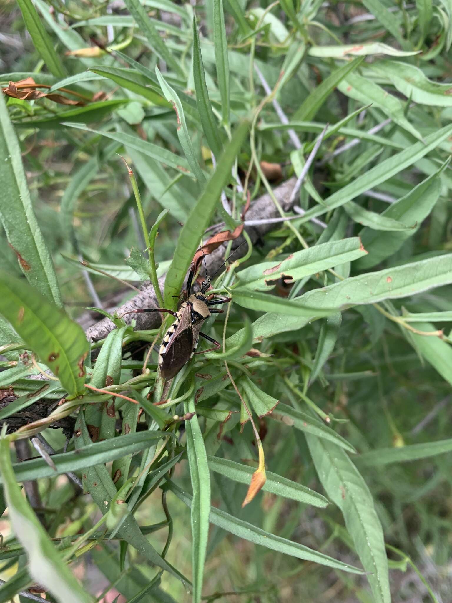 Image of Rhynocoris neavei Bergroth 1912