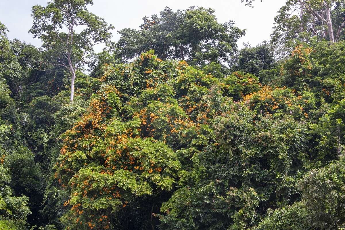 Image of Bauhinia kockiana var. kockiana