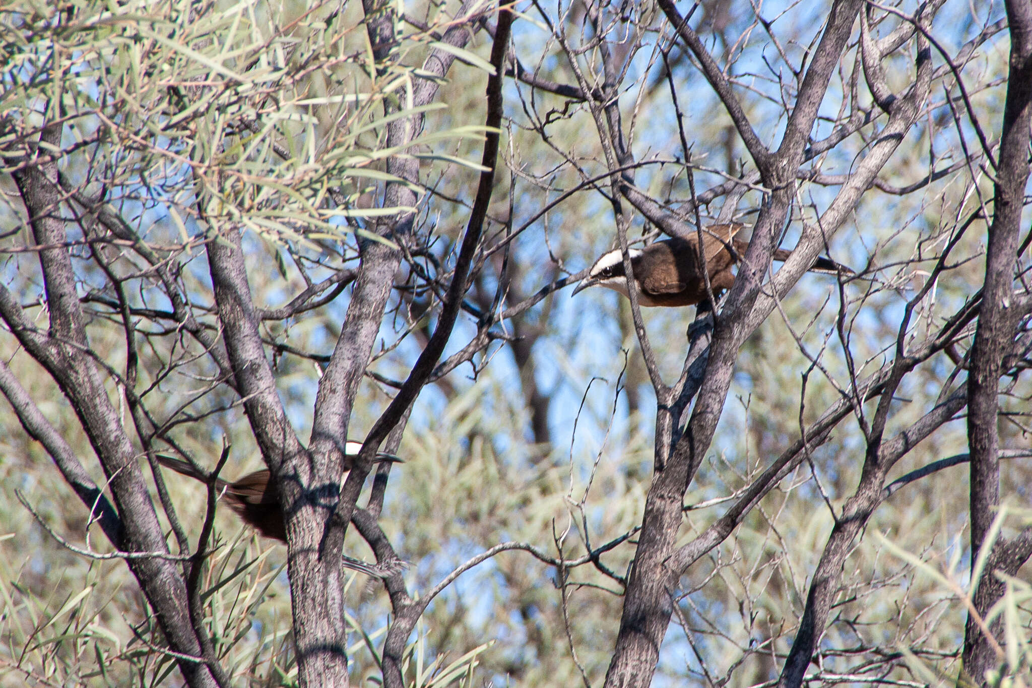 Image of Hall's Babbler