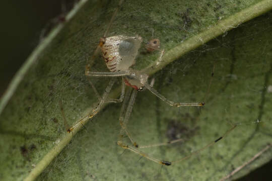 Image of Chrysso lingchuanensis Zhu & Zhang 1992