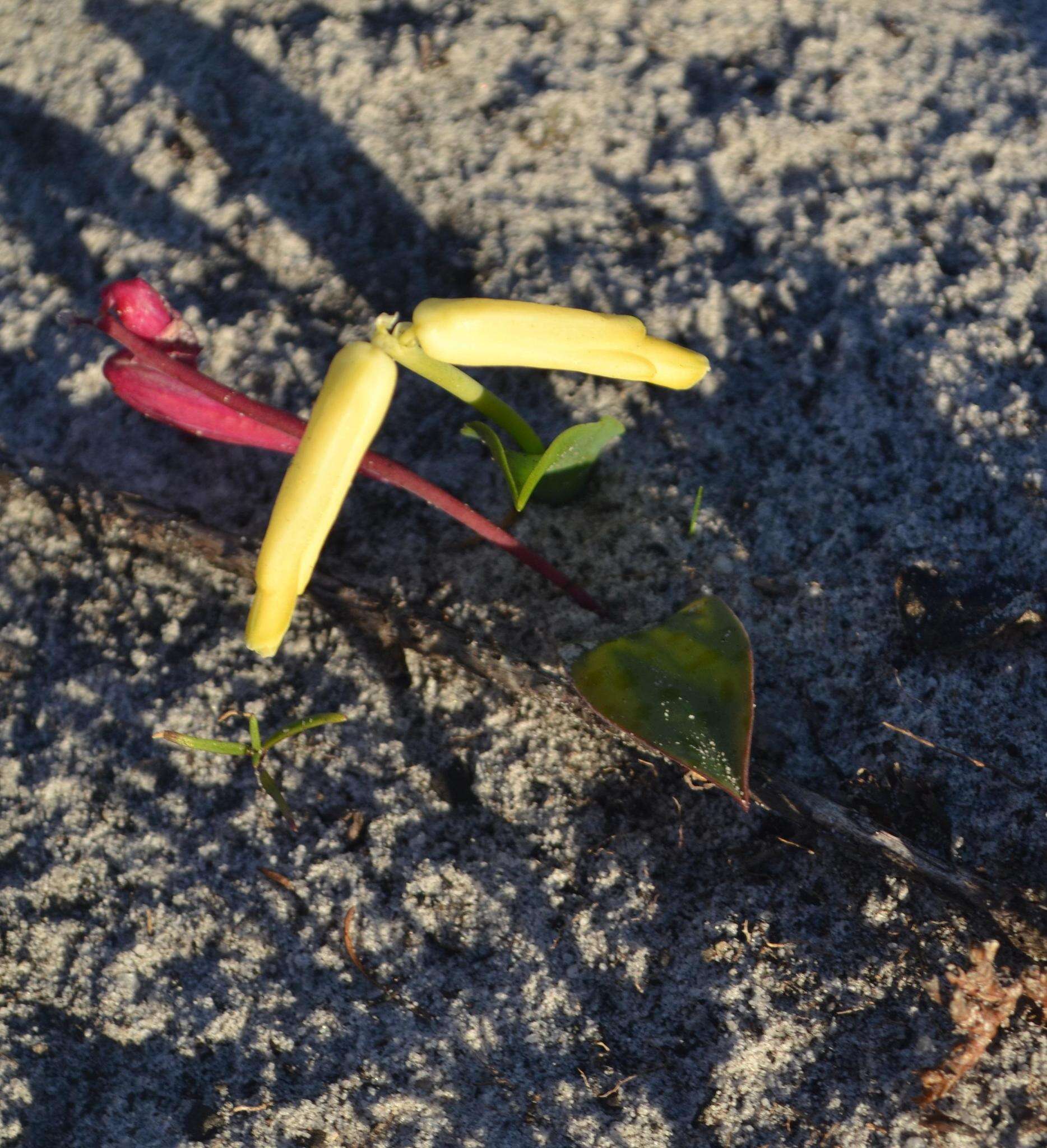 Image of Lachenalia punctata Jacq.