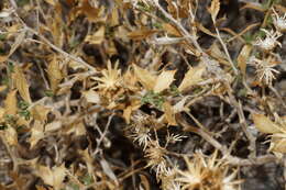 Image of brickellbush goldenweed