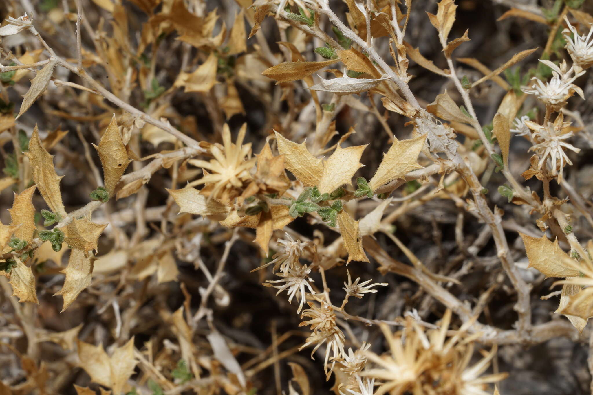 Image of brickellbush goldenweed