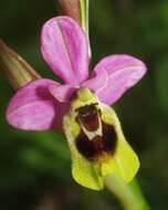 Image of Ophrys tenthredinifera subsp. ficalhoana (J. A. Guim.) M. R. Lowe & D. Tyteca