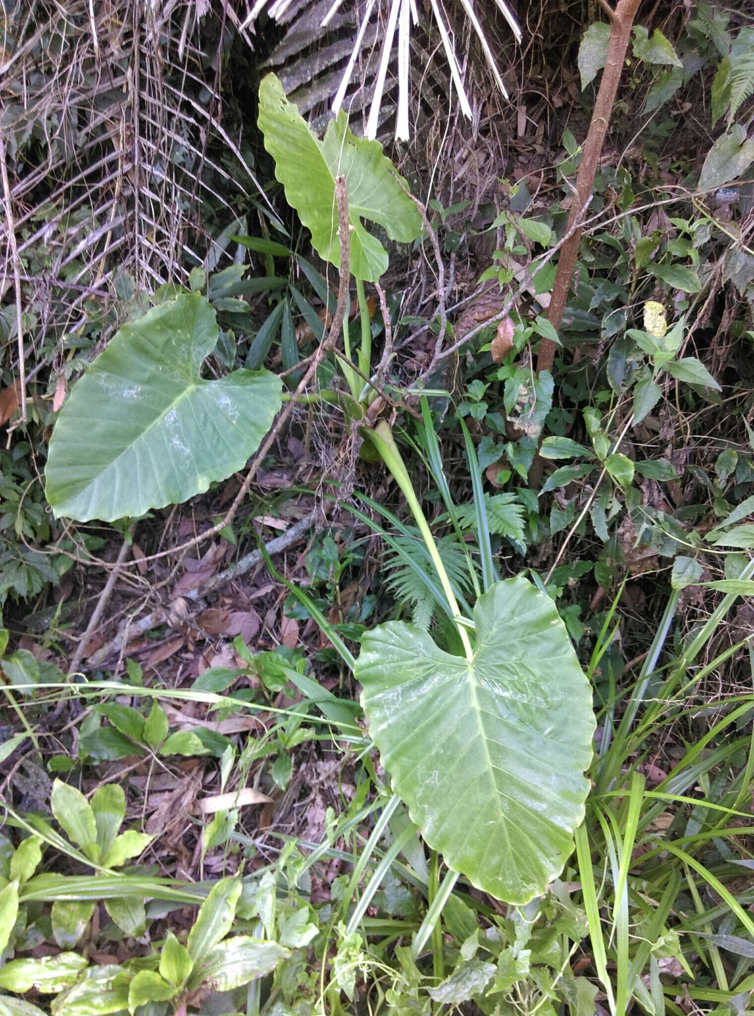 Alocasia odora (G. Lodd.) Spach resmi