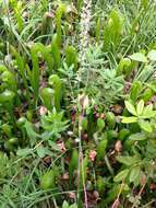 Image of California Pitcher Plant