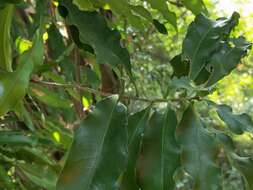 Слика од Lithocarpus hancei (Benth.) Rehder