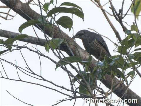 Image of Sulawesi Cicadabird