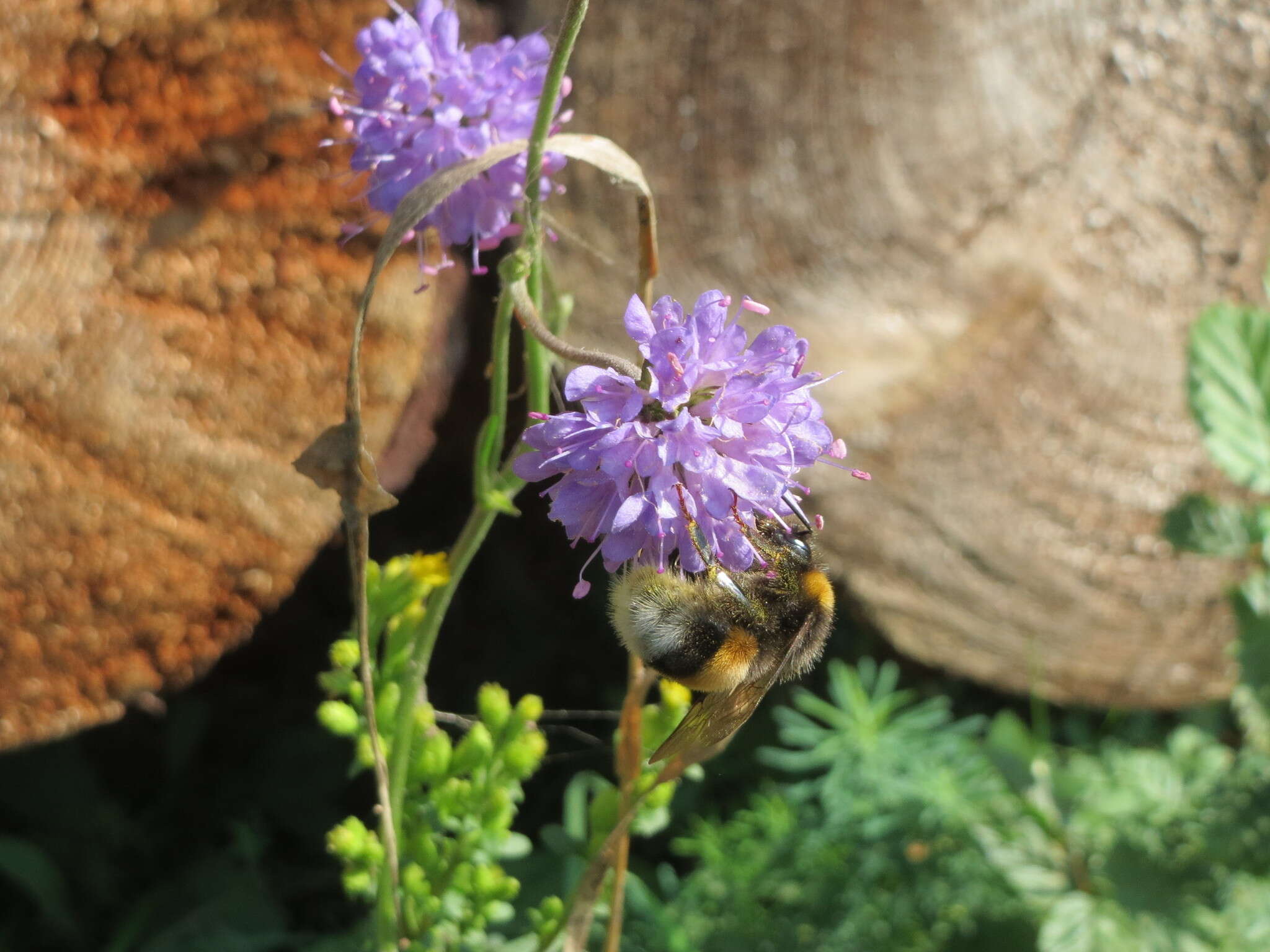 Image of Devil’s Bit Scabious