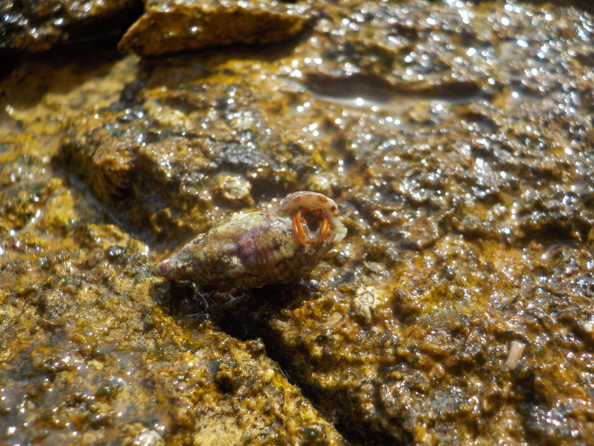 Image of Mediterranean intertidal hermit crab