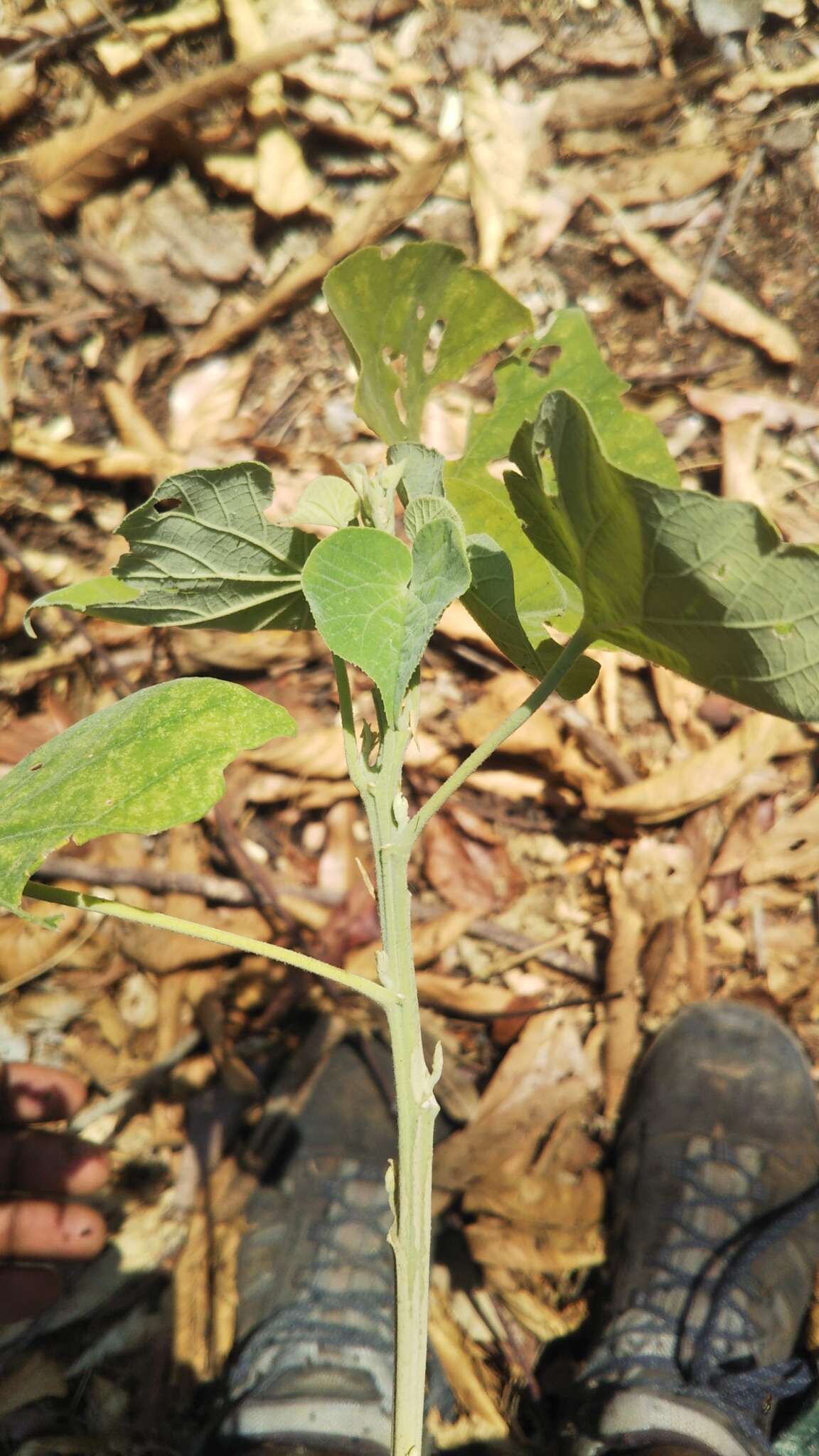 Image of Abutilon greveanum (Baill.) Hochr.