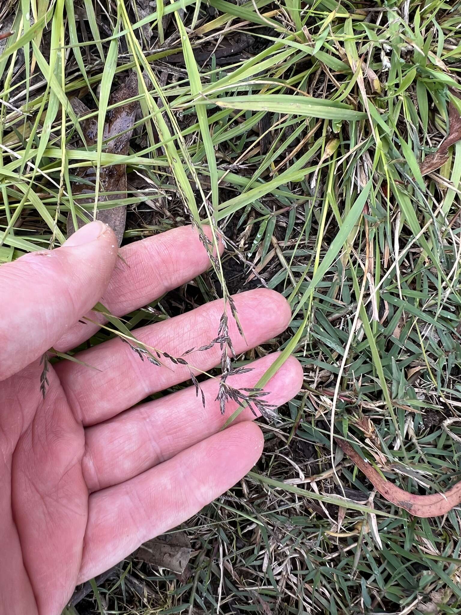 Image of Brown's lovegrass