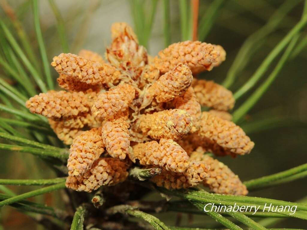 Image of Chinese Red Pine