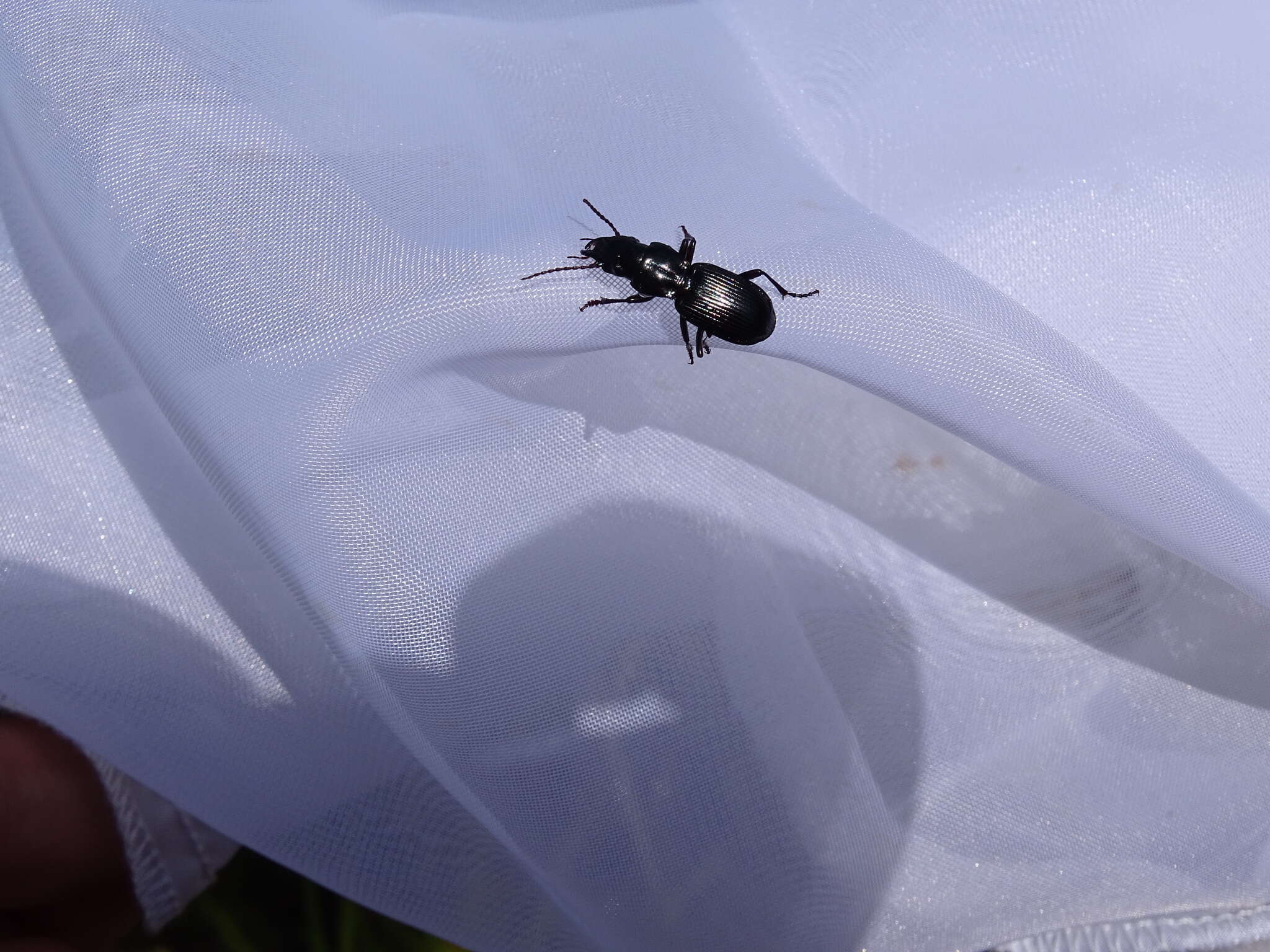 Слика од Pterostichus (Cylindrocharis) rostratus (Newman 1838)