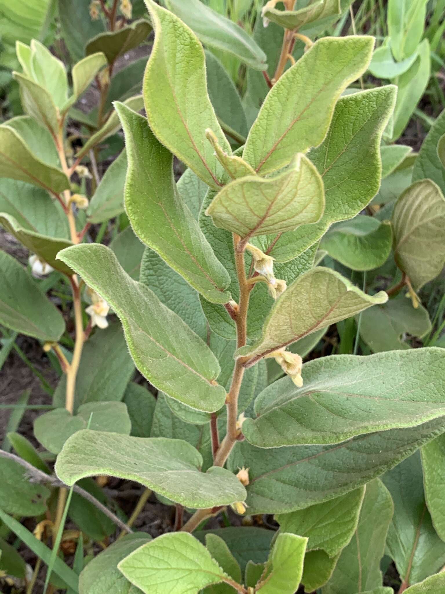 Image of Diospyros galpinii (Hiern) De Winter