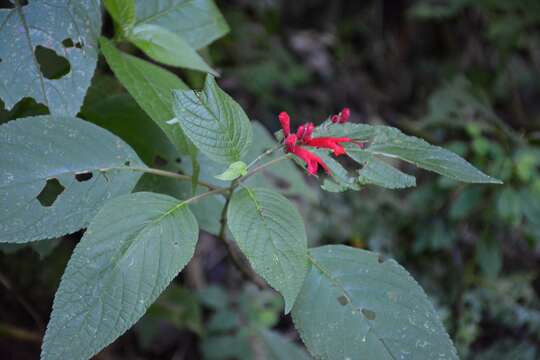 Image de Salvia cinnabarina M. Martens & Galeotti