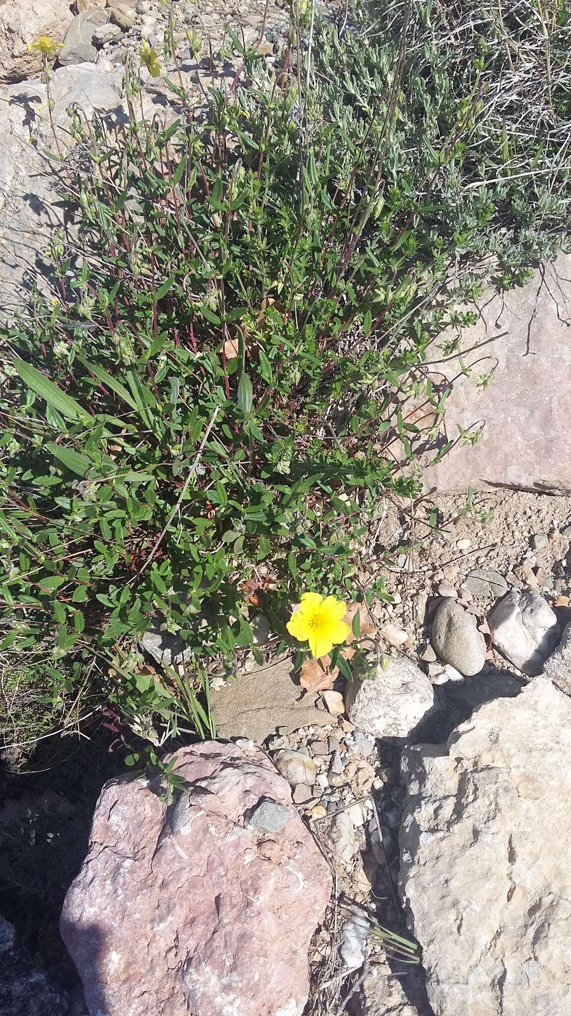 Image of Helianthemum nummularium subsp. grandiflorum (Scop.) Schinz & Thell.