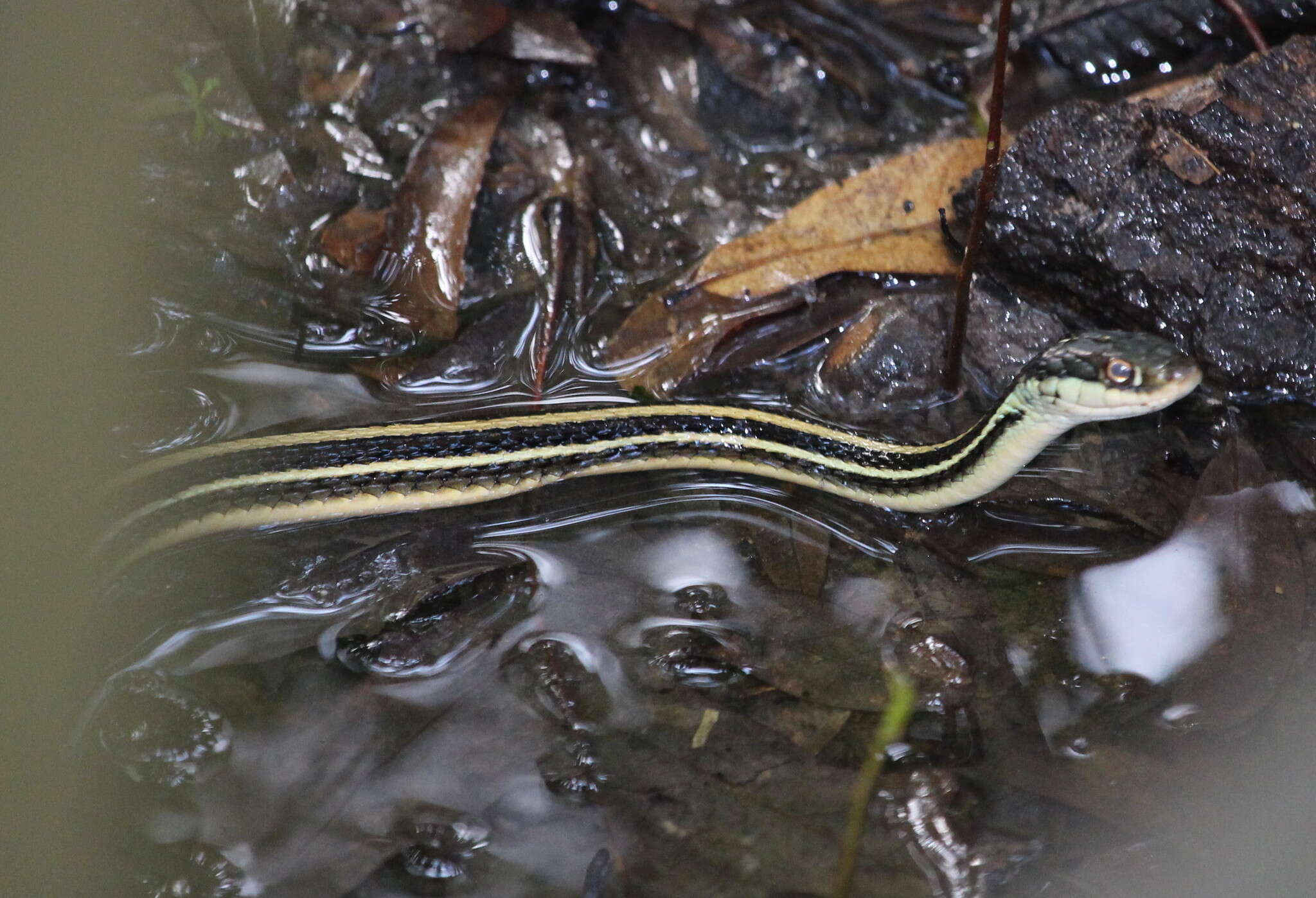 Image of Thamnophis proximus orarius Rossman 1963