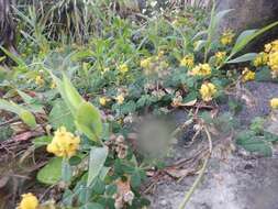 Слика од Crotalaria uncinella subsp. elliptica (Roxb.) Polhill