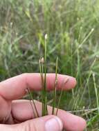 Eleocharis melanocarpa Torr.的圖片