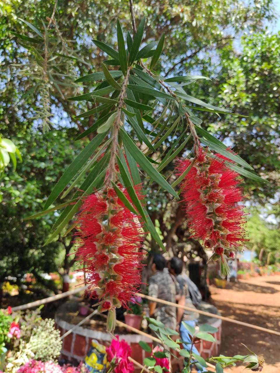 صورة Callistemon viminalis subsp. viminalis