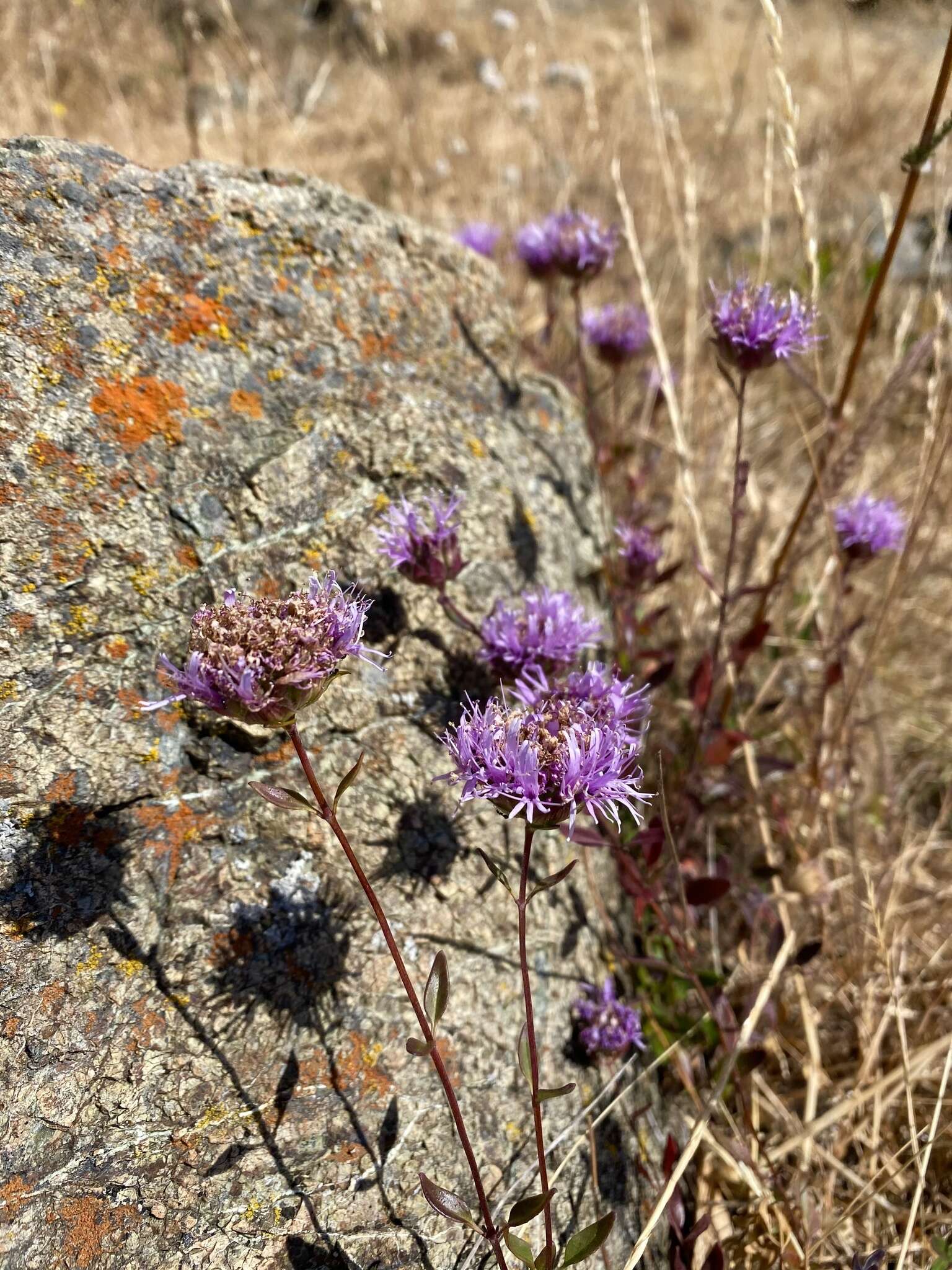 Image de Monardella purpurea Howell