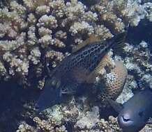 Image of Honeycomb Filefish