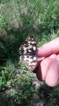 Image of marbled white