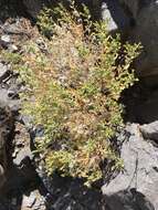 Image of brickellbush goldenweed