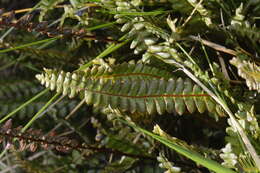 Image de Austroblechnum penna-marina subsp. alpina (R. Br.)