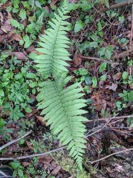 Christella dentata (Forsk.) Brownsey & Jermy的圖片