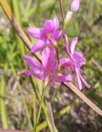 Image of Ixia stricta (Eckl. ex Klatt) G. J. Lewis