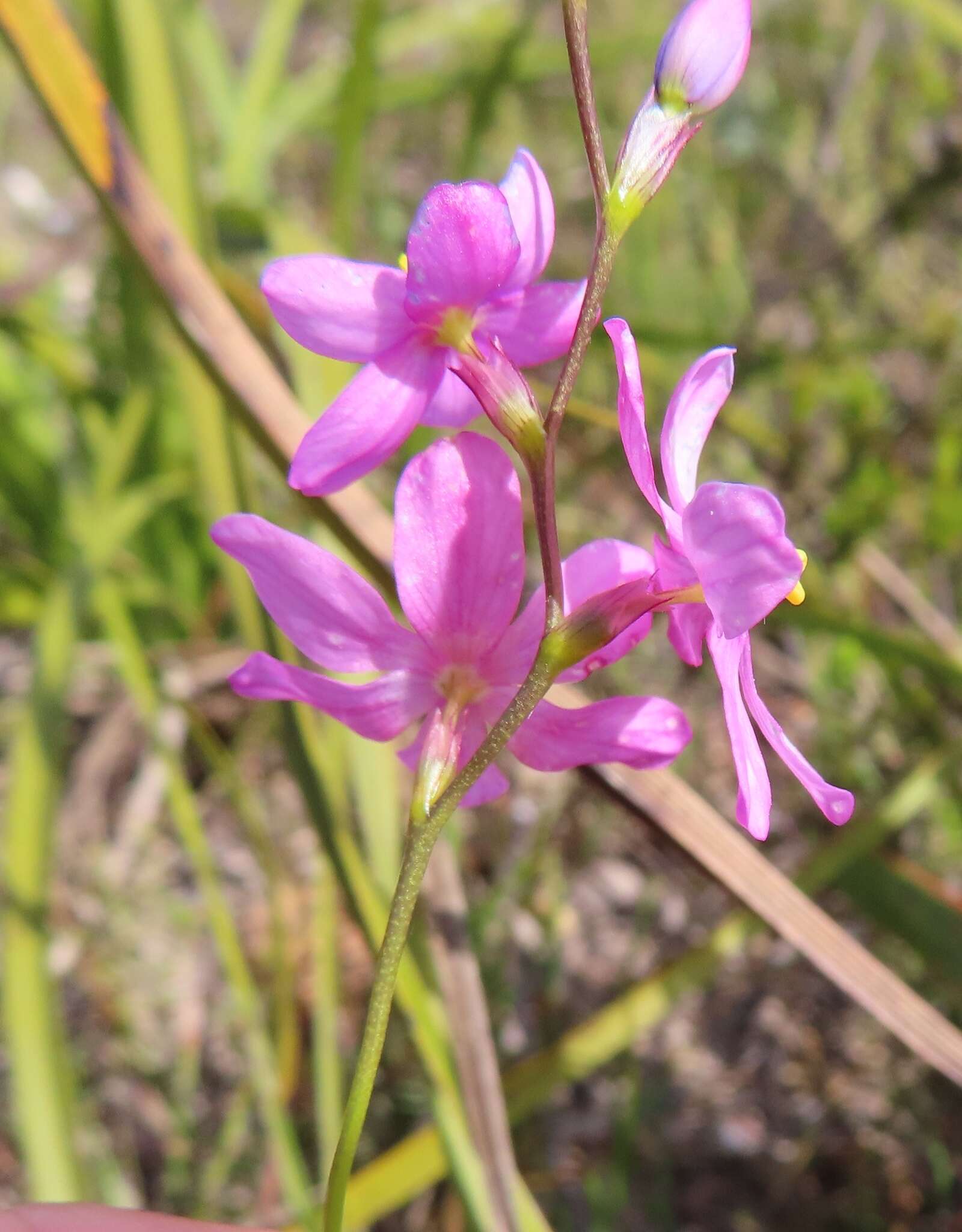 Image of Ixia stricta (Eckl. ex Klatt) G. J. Lewis