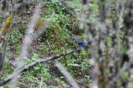 Image of Himalayan Bluetail