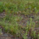 صورة Sporobolus pinetorum Weakley & P. M. Peterson