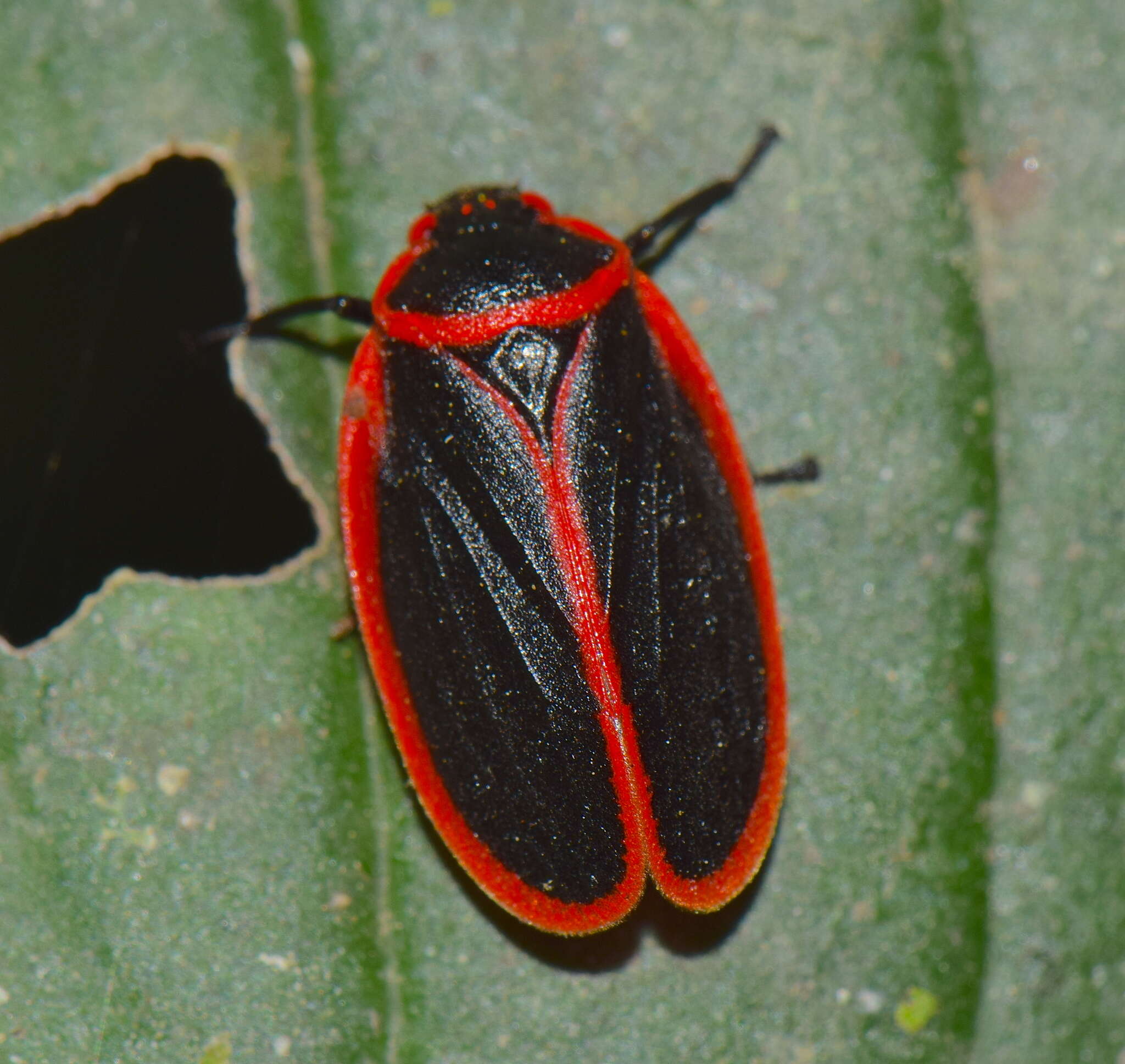 Image of Iphirhina limbata (Stål 1864)