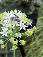 Image of Petulant Leaf-cutter Bee