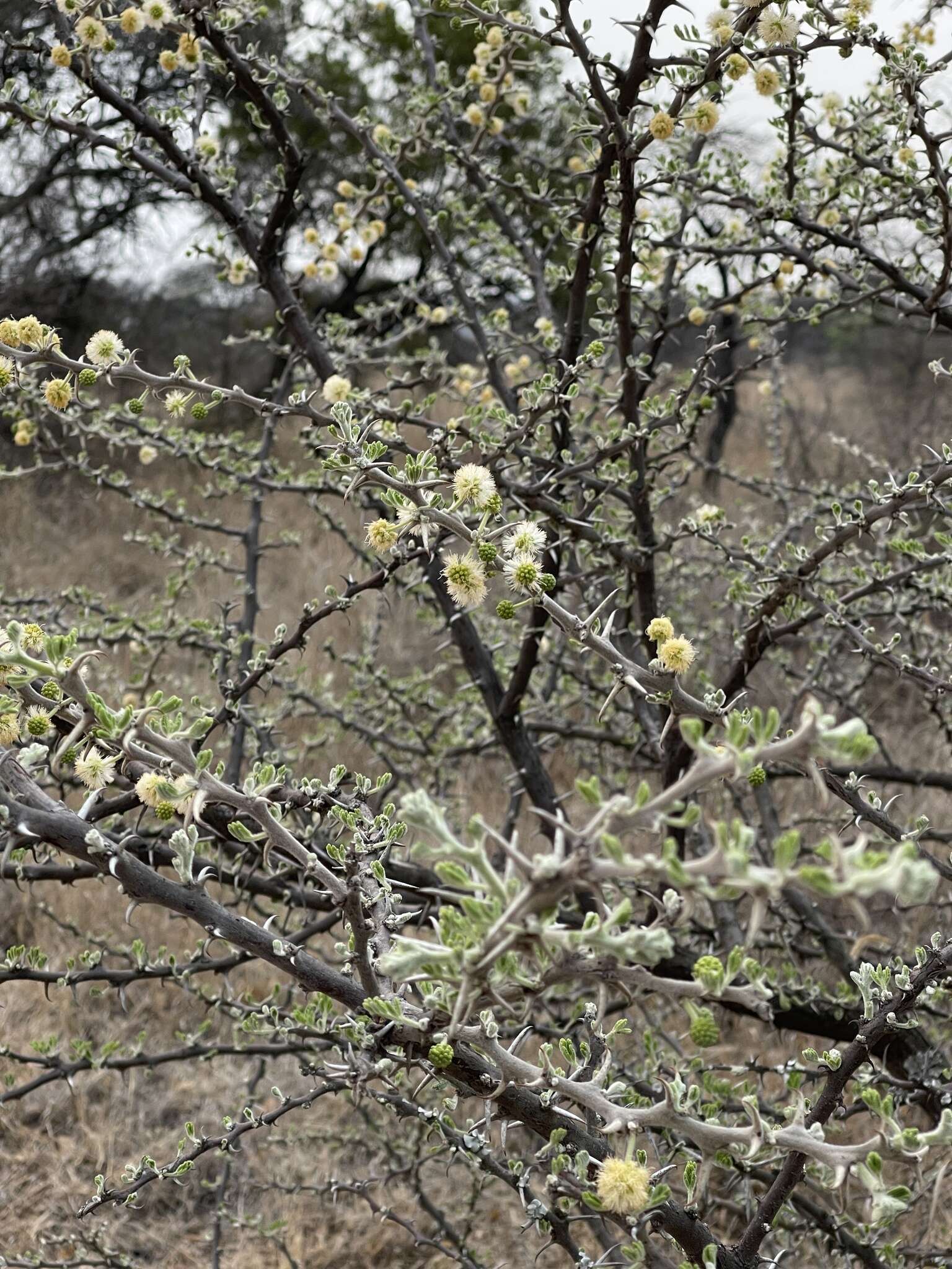 Sivun Vachellia hebeclada subsp. hebeclada kuva