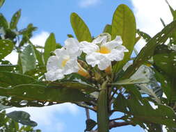 Image of Tabebuia cassinoides (Lam.) DC.