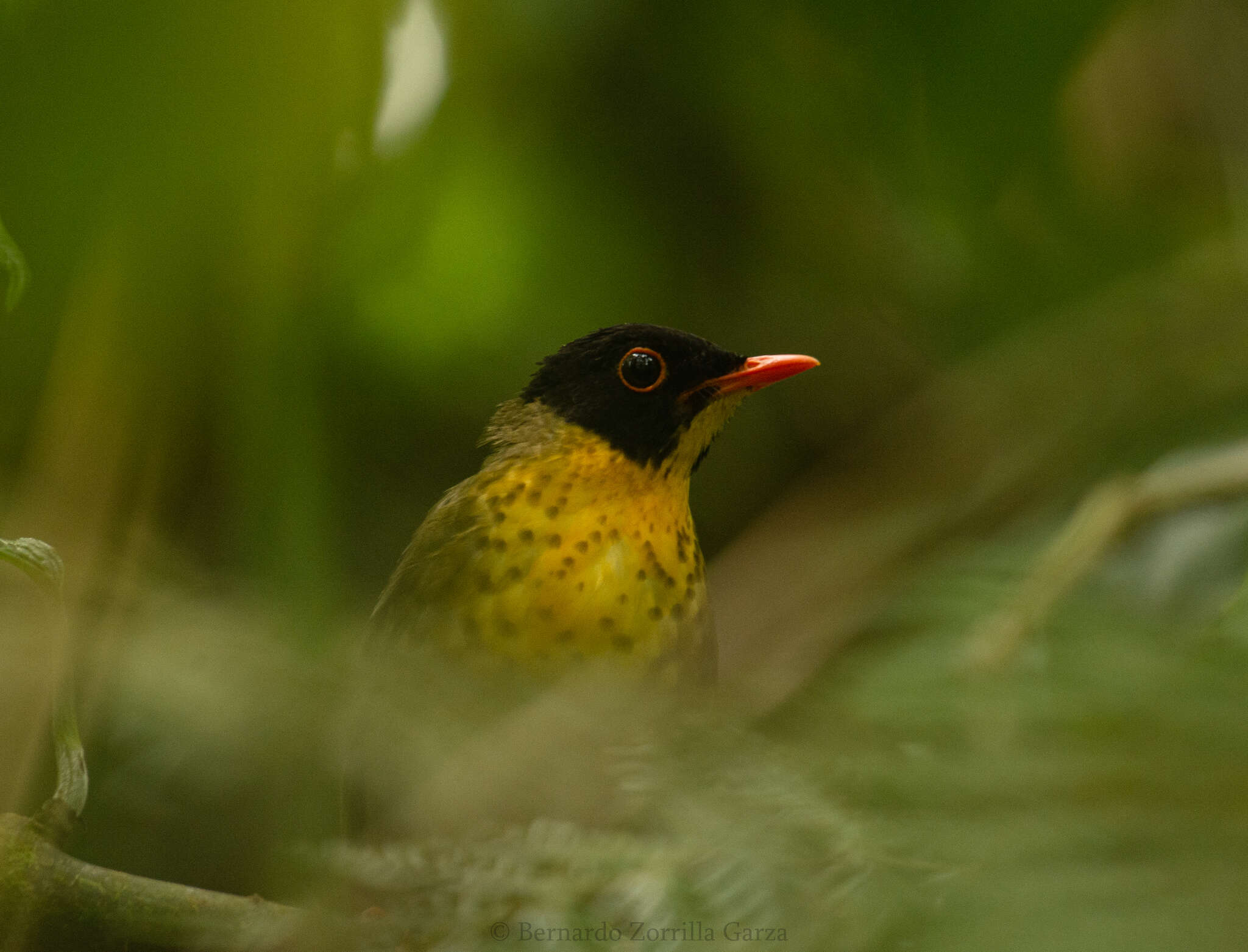 Image of Gould's Nightingale-Thrush