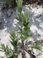 Image de Pityopsis graminifolia var. latifolia (Fern.) J. C. Semple & F. D. Bowers