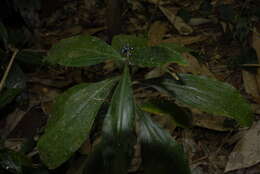 Image of marble berry