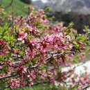 Sivun Prunus petunnikowii (Litw.) Rehd. kuva