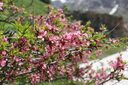 Prunus petunnikowii (Litw.) Rehd.的圖片