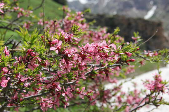 Imagem de Prunus petunnikowii (Litw.) Rehd.