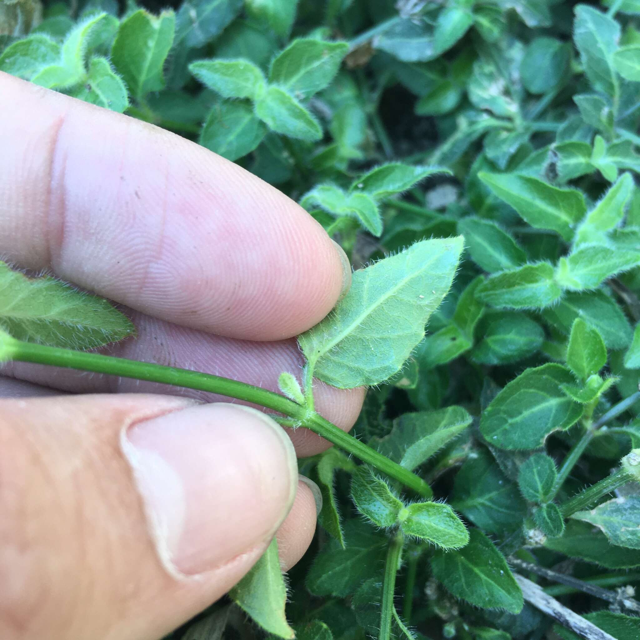 Sivun Ruellia repens L. kuva